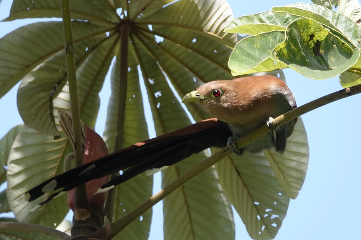 Squirrel Cuckoo - ML191444571