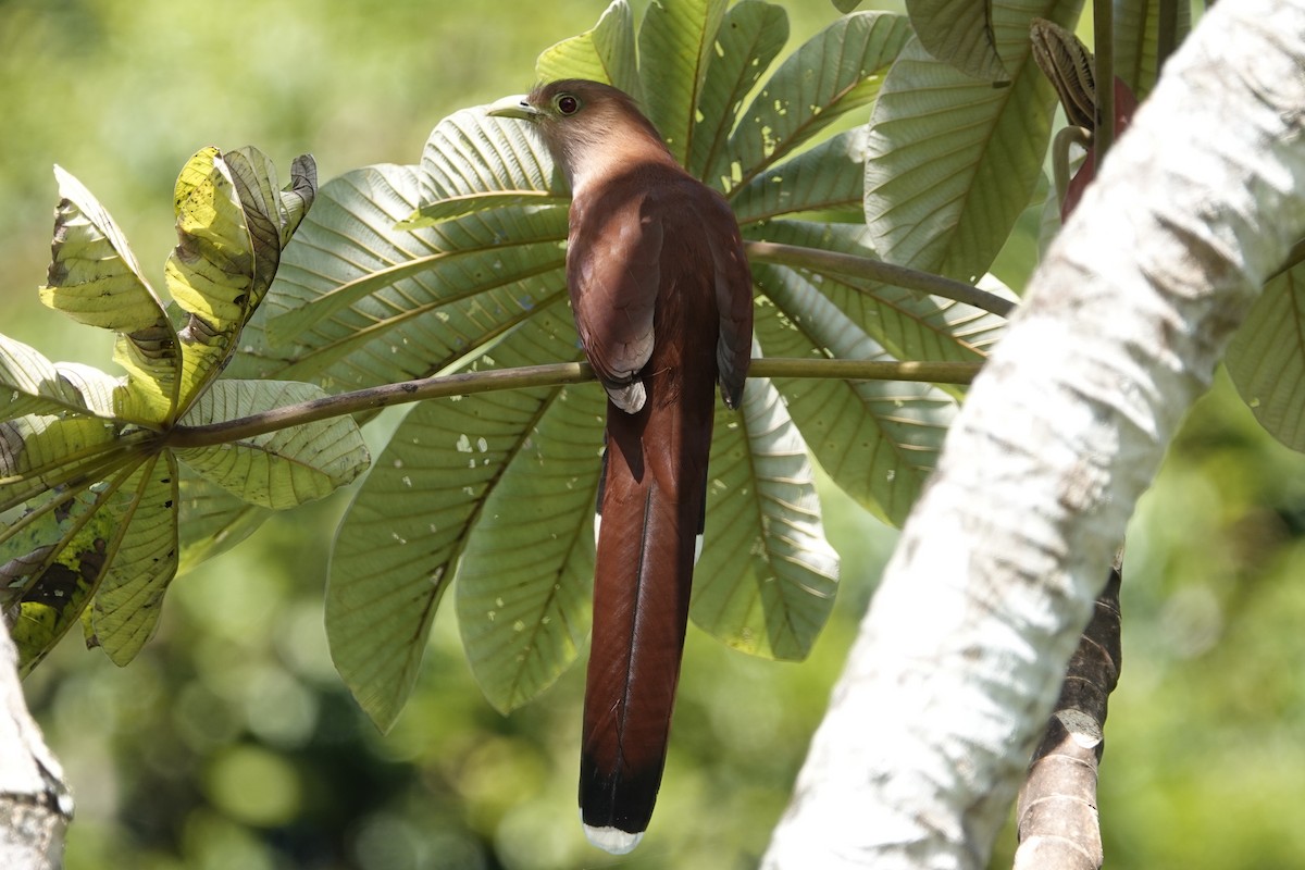 Squirrel Cuckoo - ML191444591