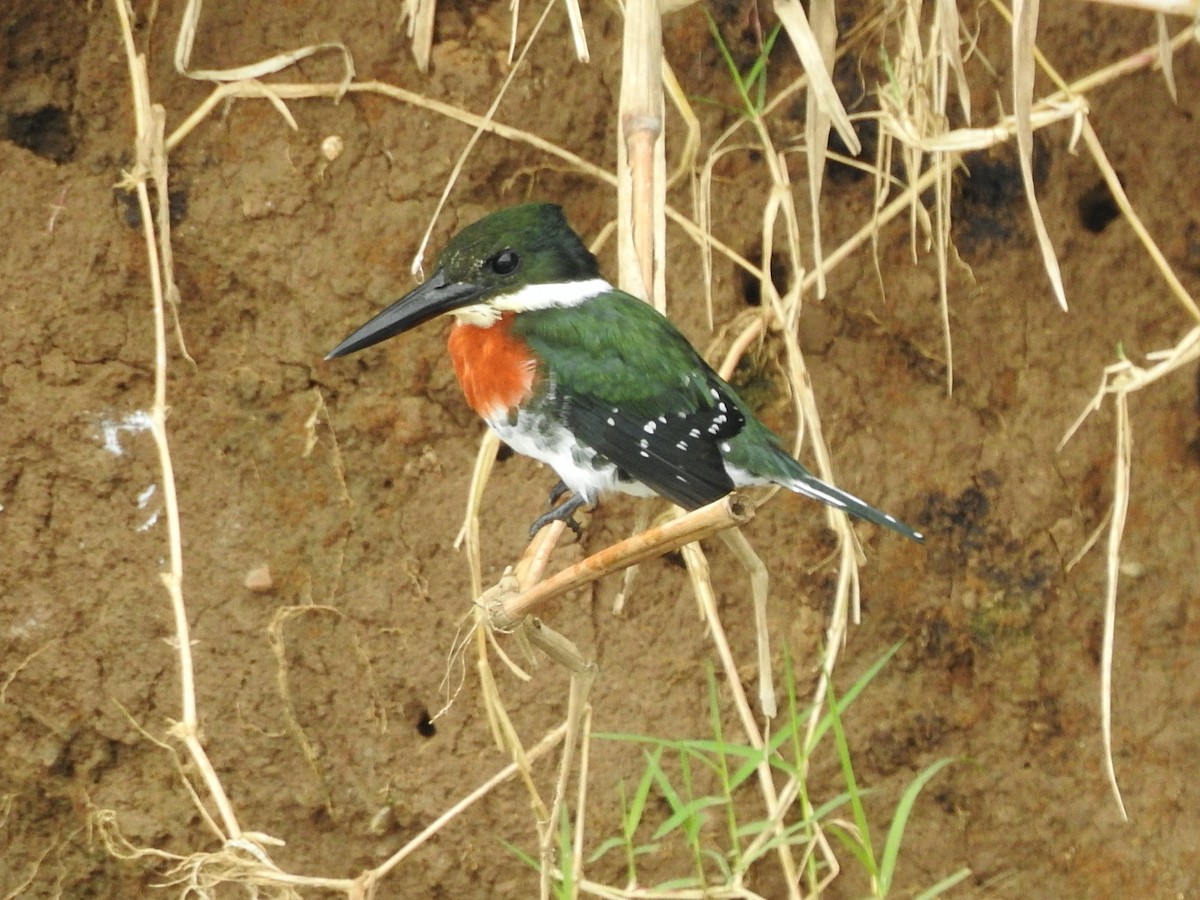 Green Kingfisher - Glenda Tromp