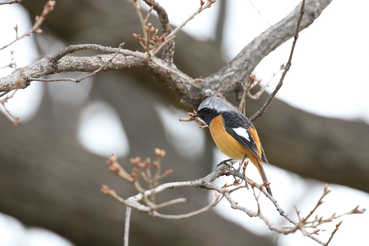 Daurian Redstart - ML191446341