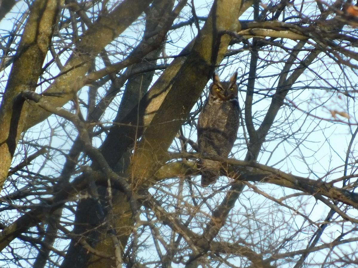 Great Horned Owl - ML191446611