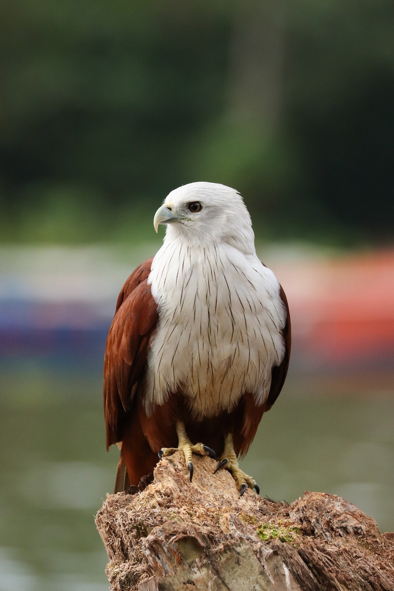 Brahminy Kite - Manjot Singh