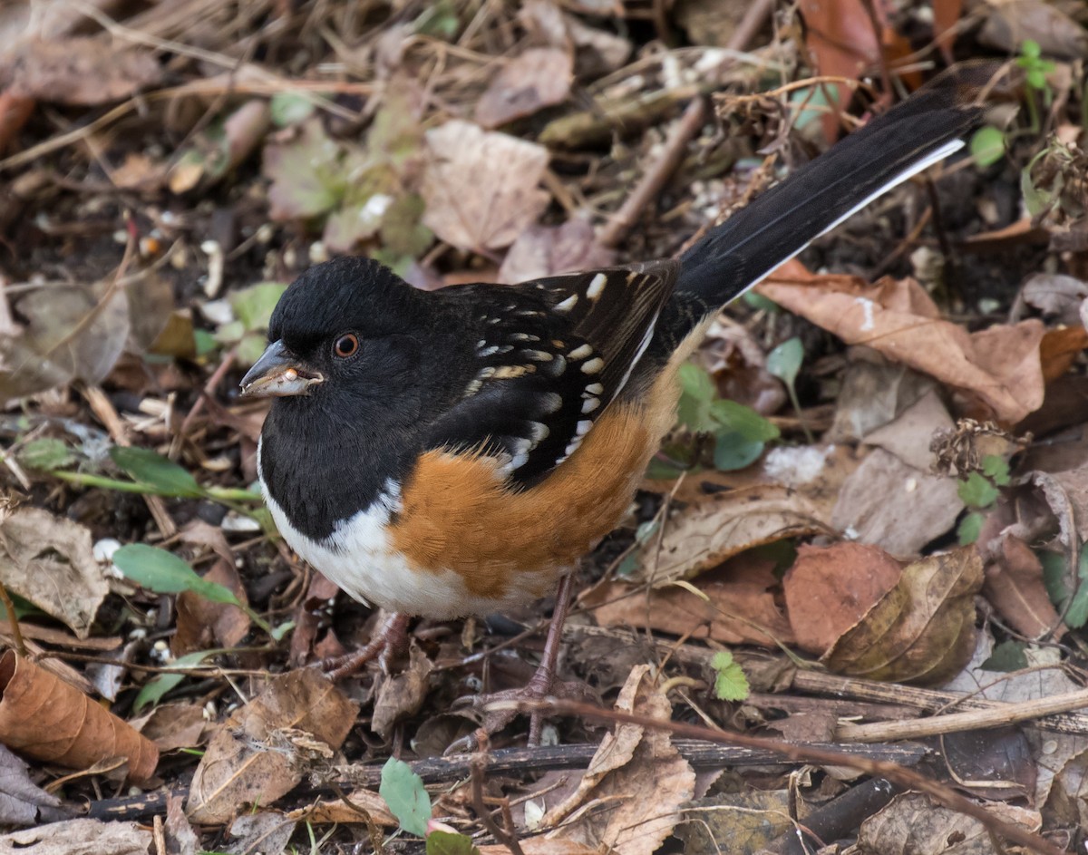Spotted Towhee - ML191453741