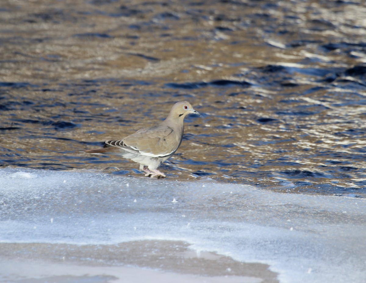 White-winged Dove - ML191456211