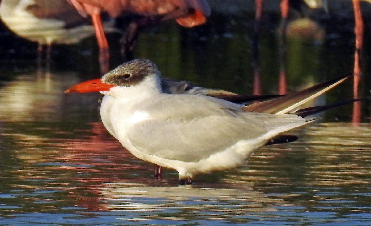 Caspian Tern - Danilo Moreno