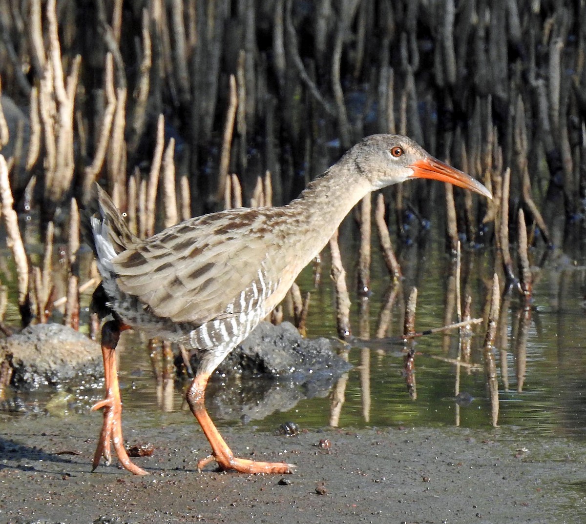 Mangrove Rail - ML191457311