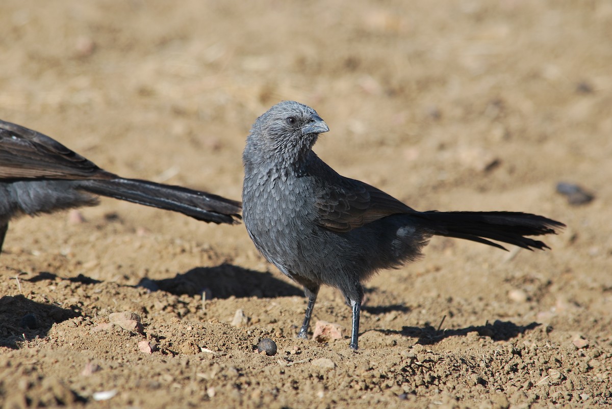 Apostlebird - ML191457831