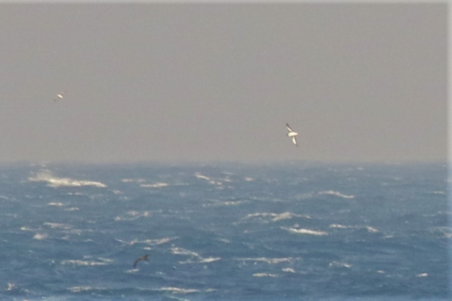 Wedge-tailed Shearwater - Fadzrun A.