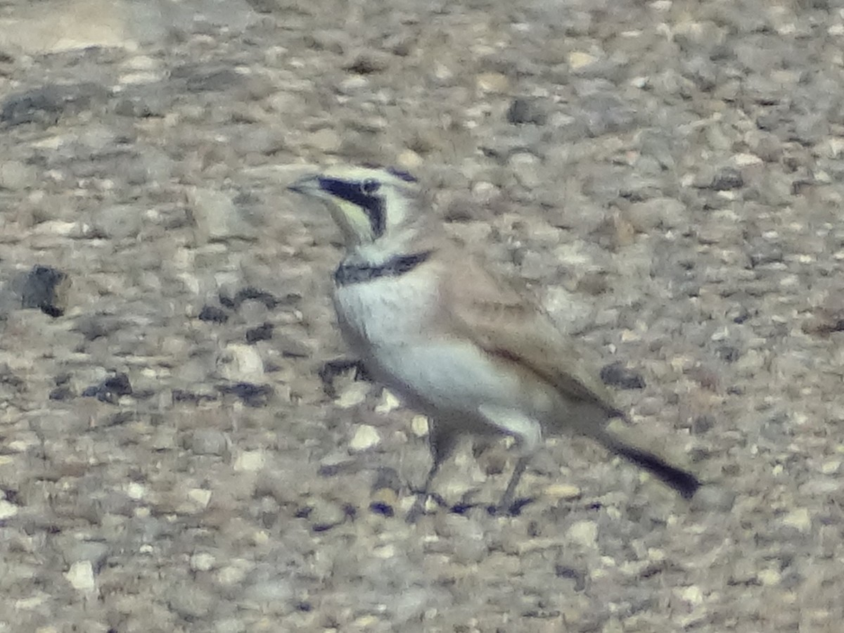 Horned Lark - ML191465111