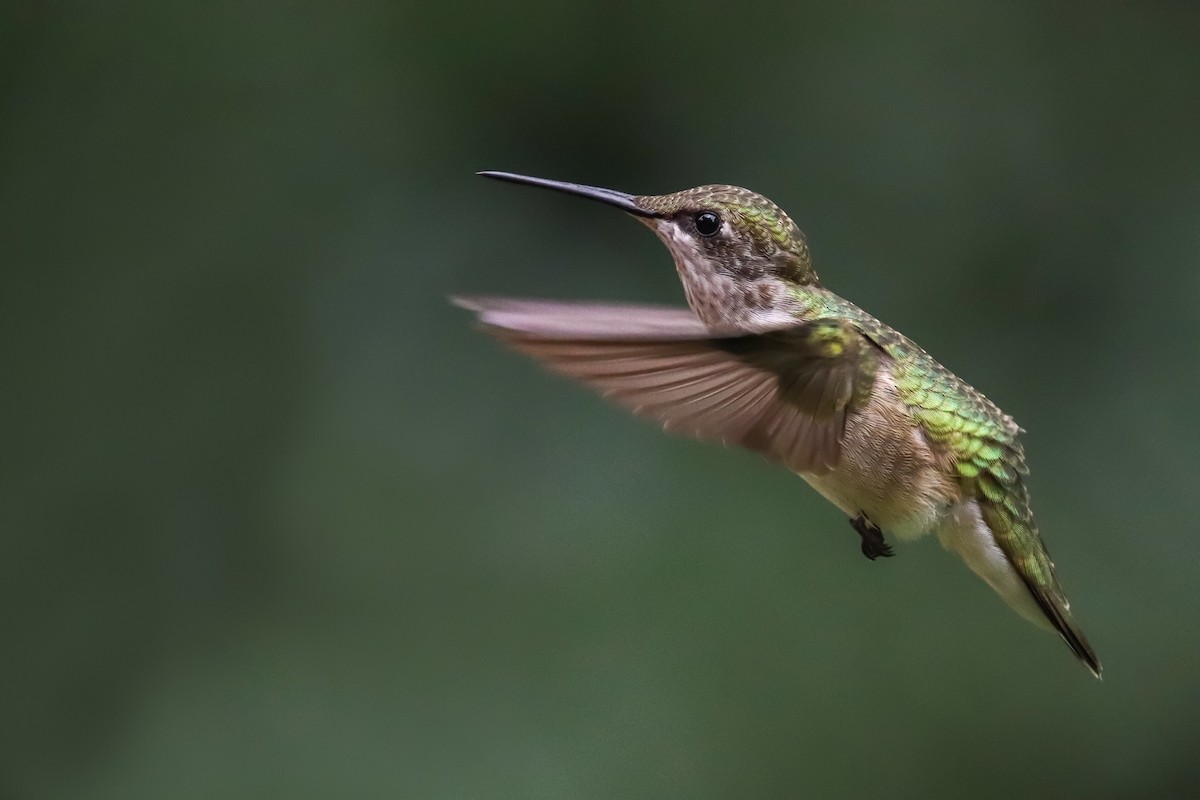 Ruby-throated Hummingbird - ML191465601