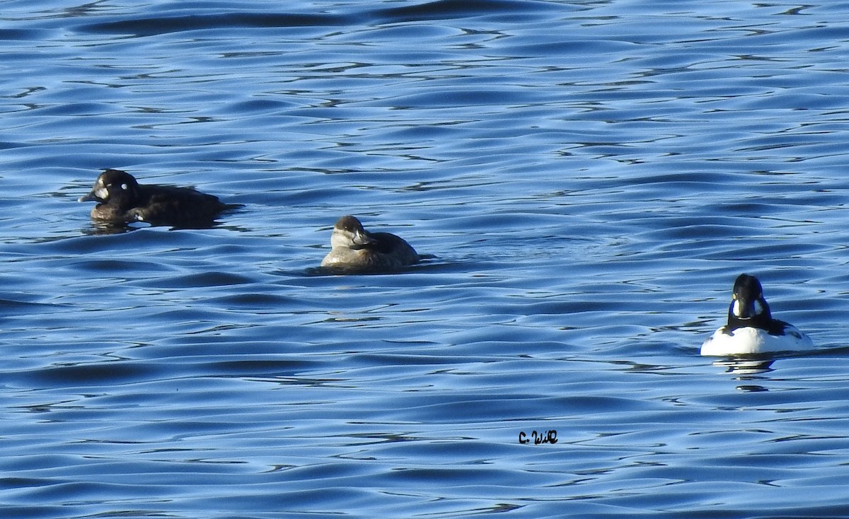 Harlequin Duck - ML191466131