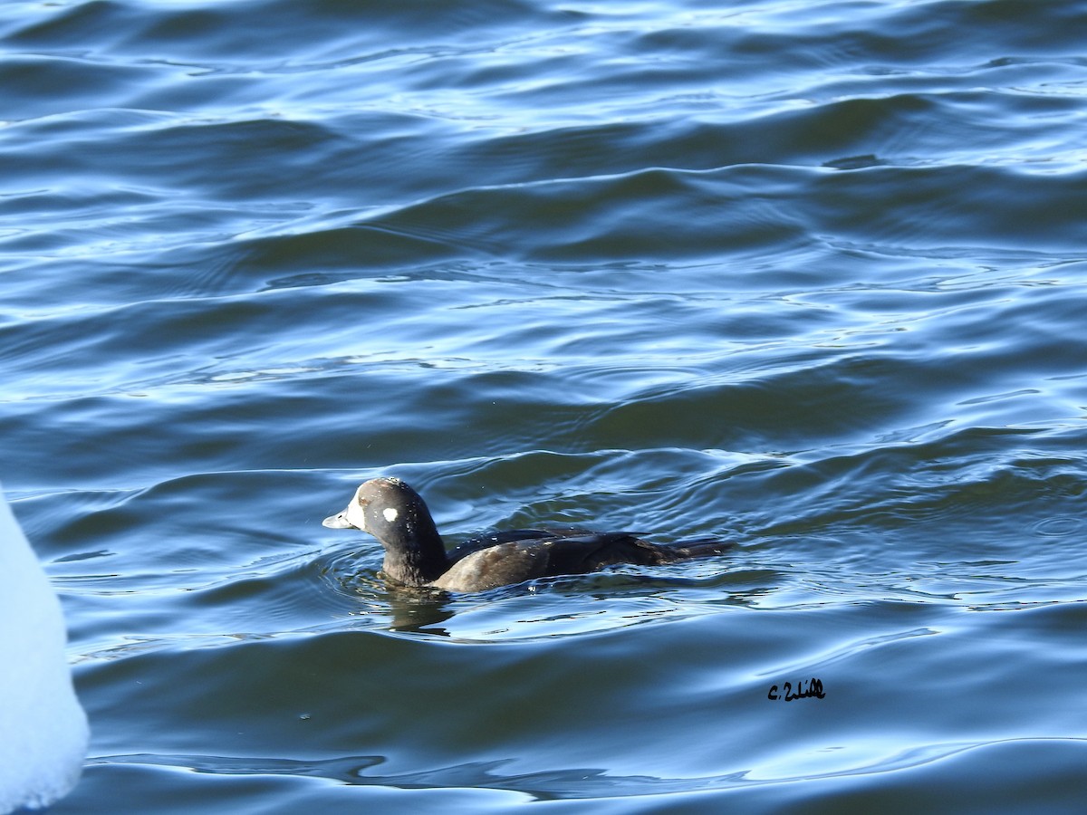 Harlequin Duck - ML191466221