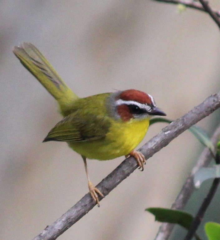 Chestnut-capped Warbler - Alejandra Becerra Gómez