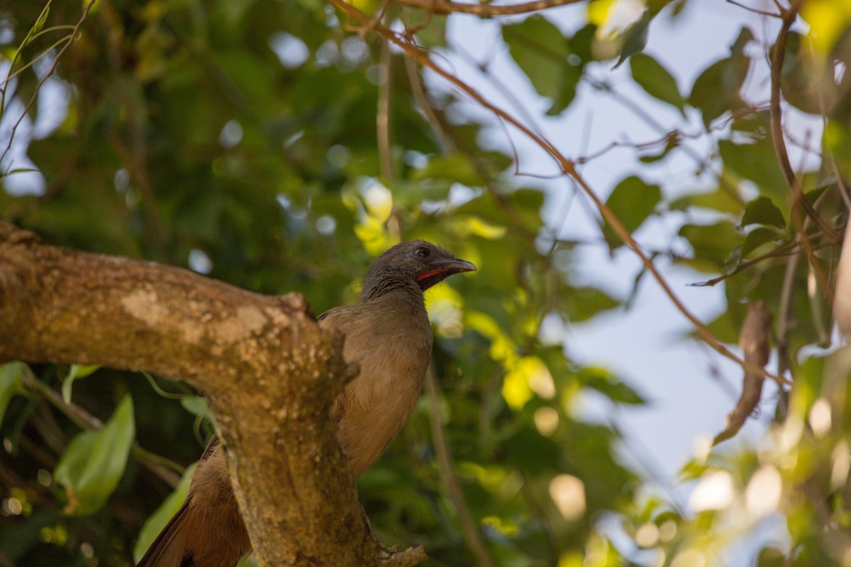 Plain Chachalaca - Adrian  Blanco