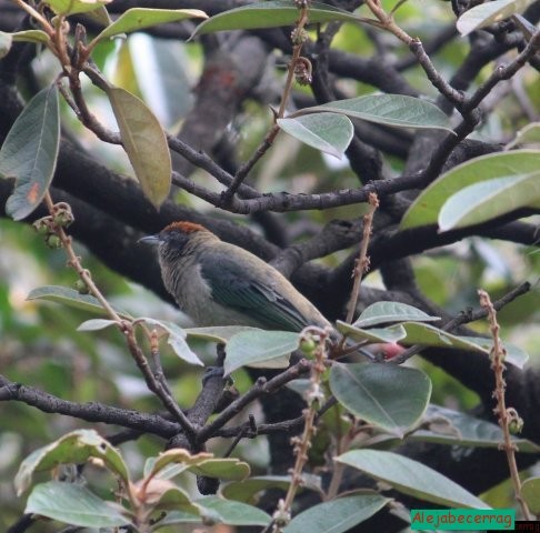 Scrub Tanager - ML191467271