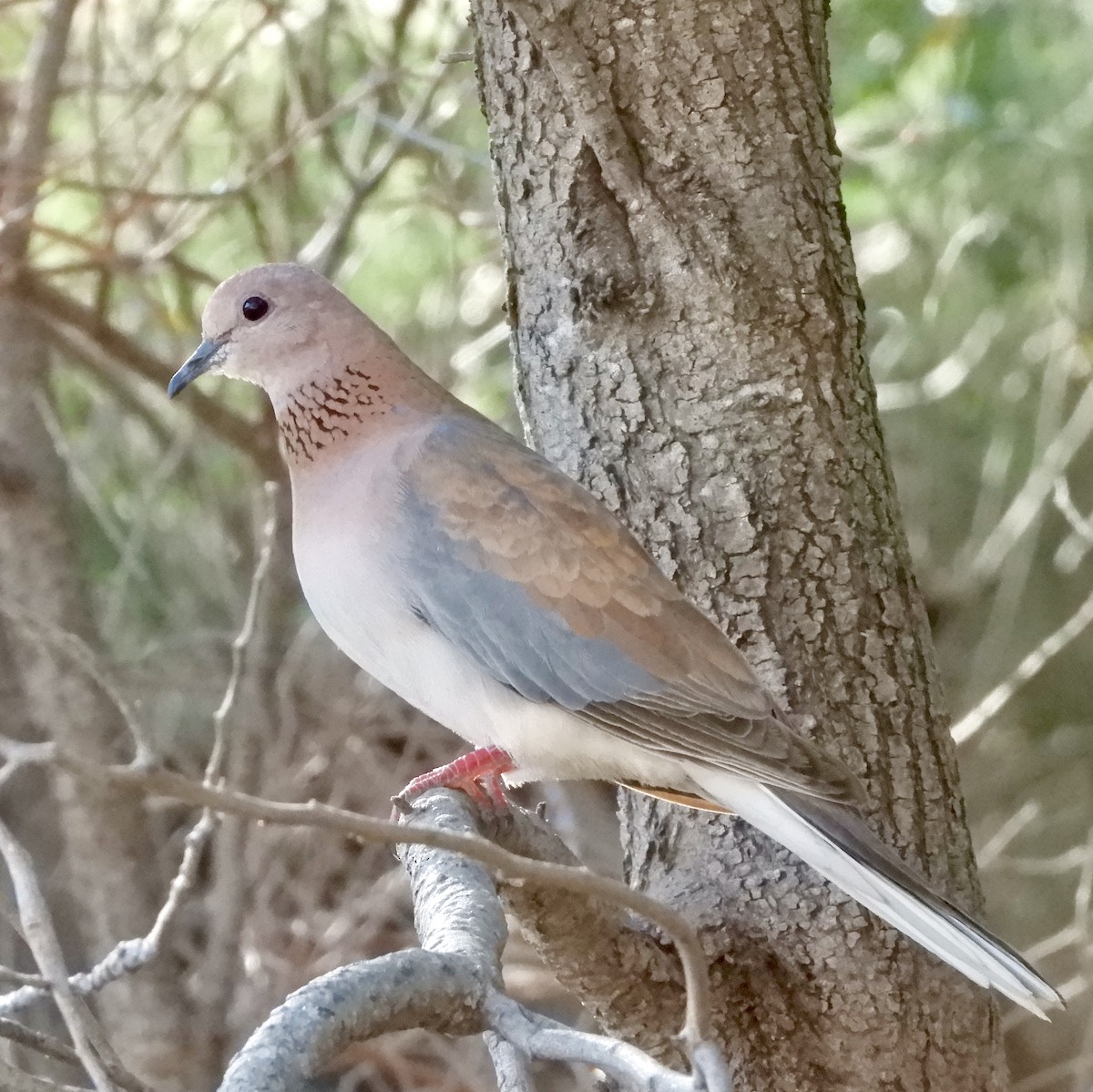 Laughing Dove - ML191467391