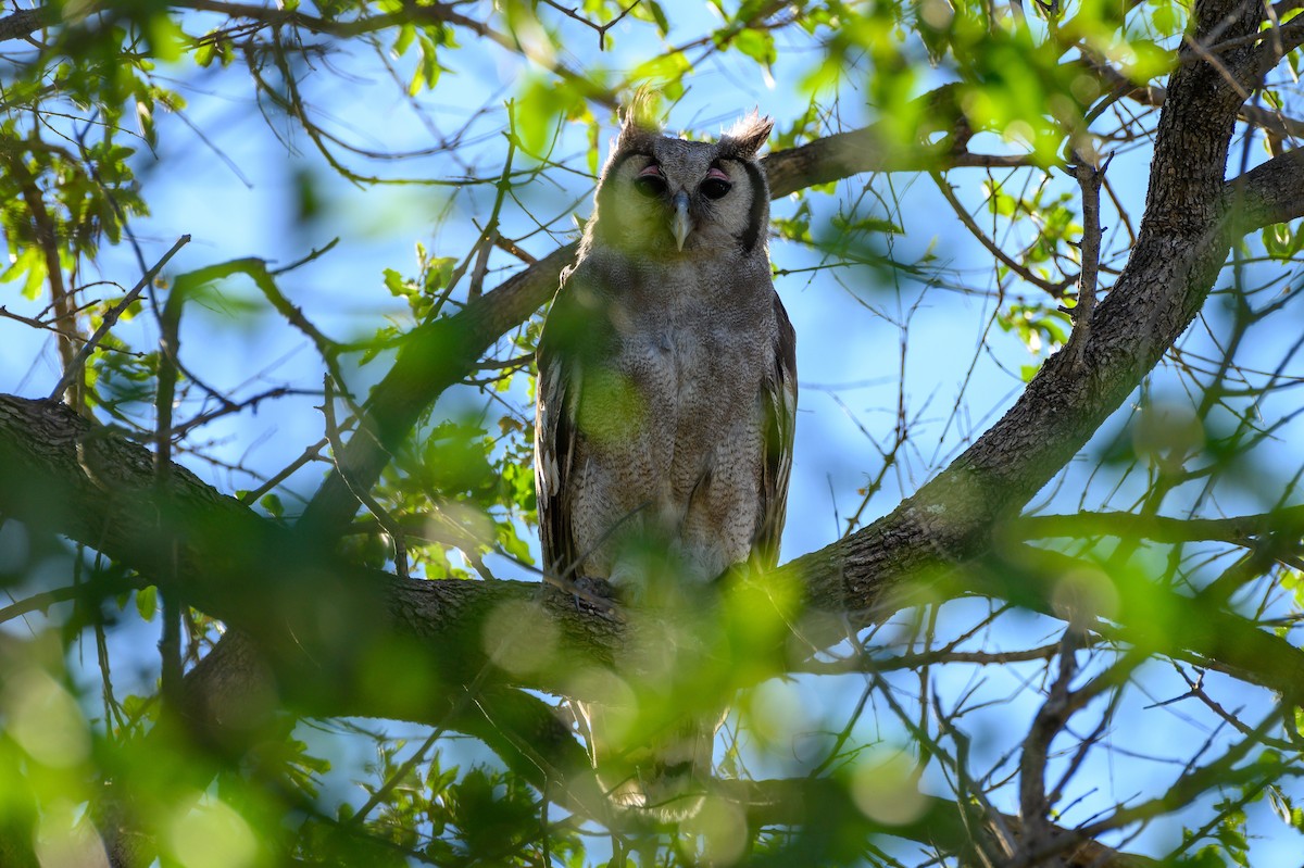 Verreaux's Eagle-Owl - ML191469191