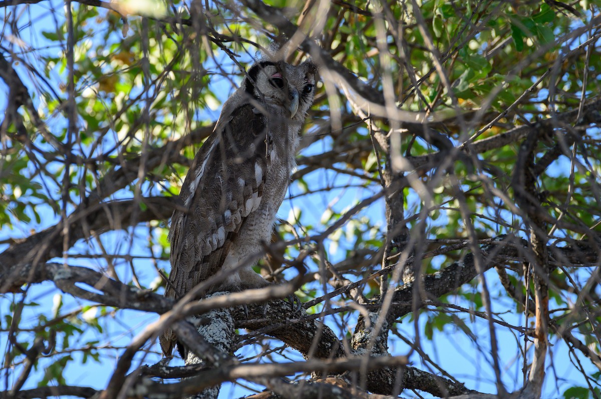 Verreaux's Eagle-Owl - ML191469211