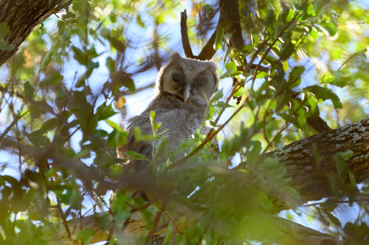 Verreaux's Eagle-Owl - ML191469221