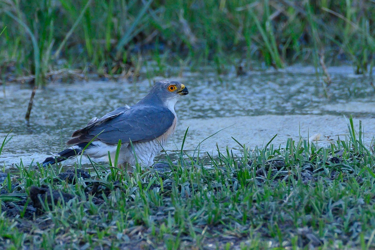 Little Sparrowhawk - ML191469241