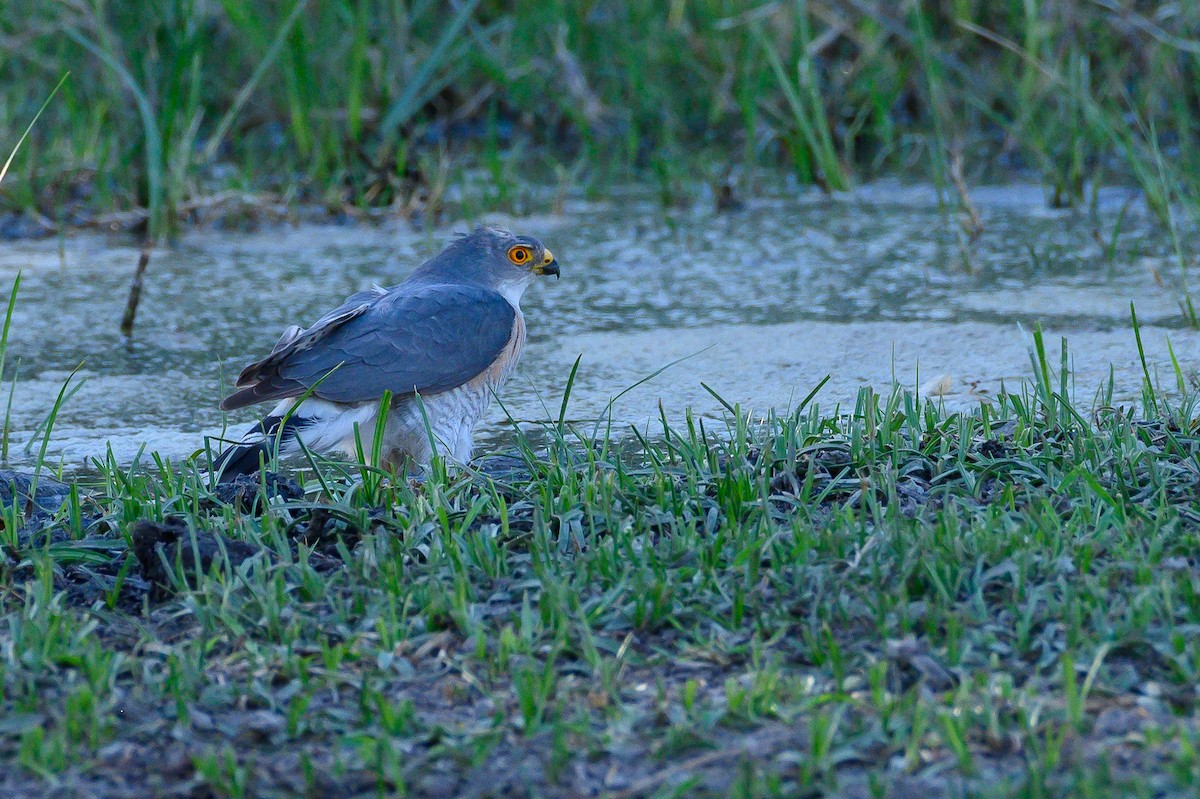 Little Sparrowhawk - Stephen Davies