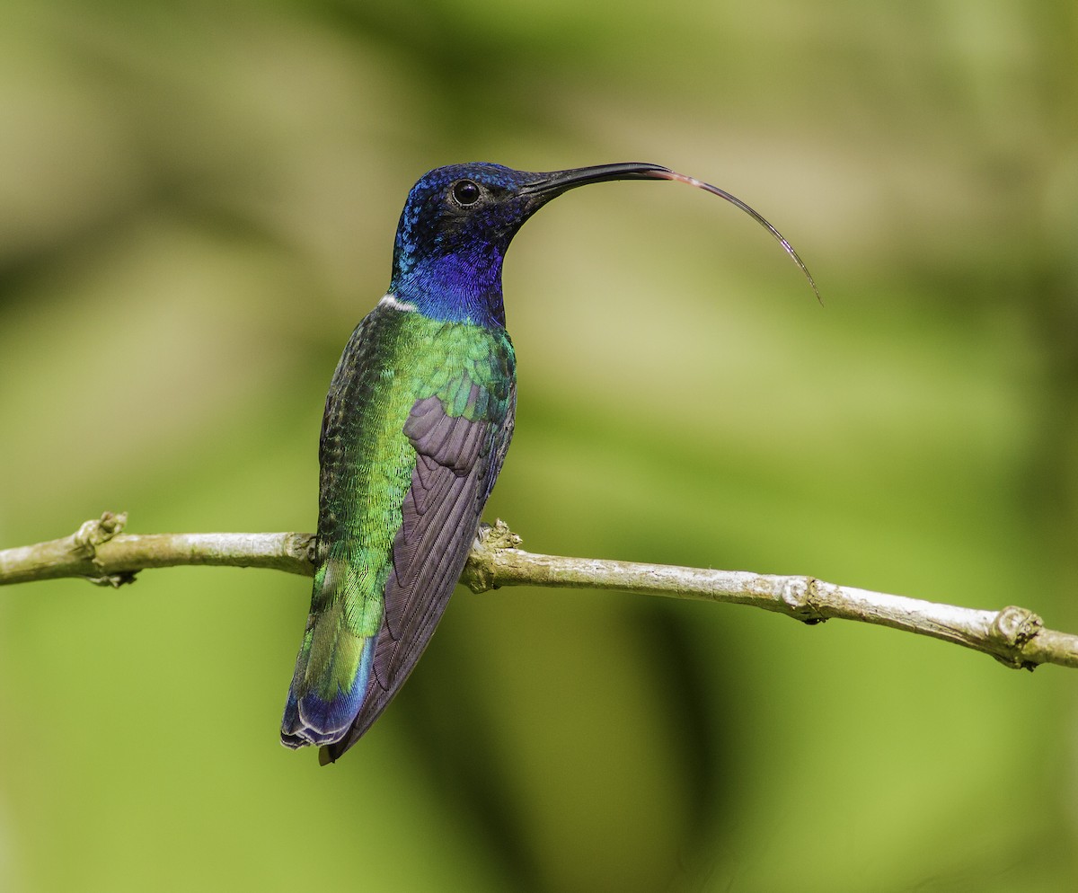 White-necked Jacobin - ML191469531