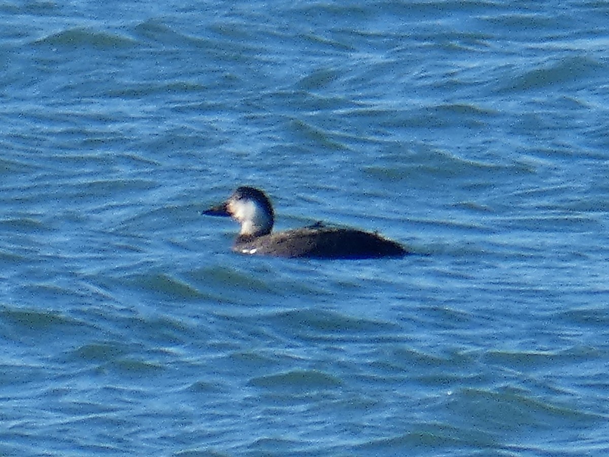 Common Scoter - ML191469741