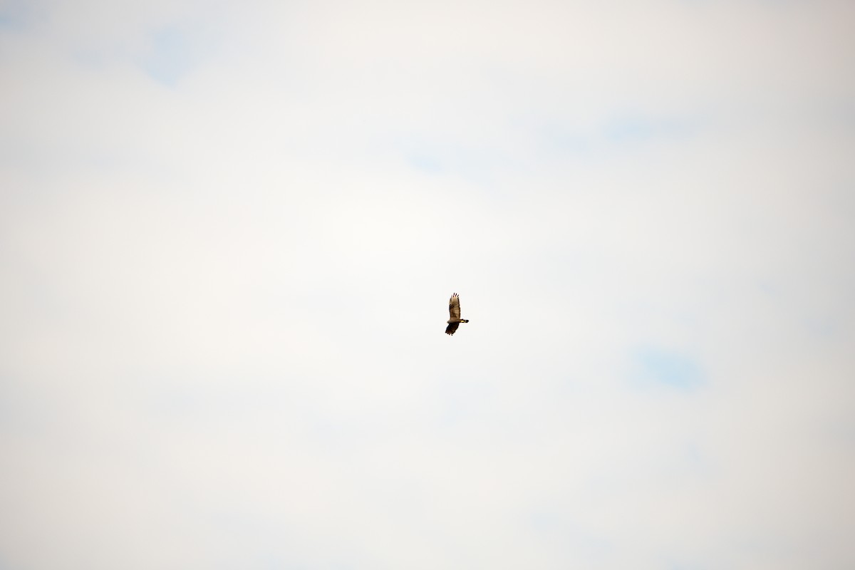 Zone-tailed Hawk - ML191470401