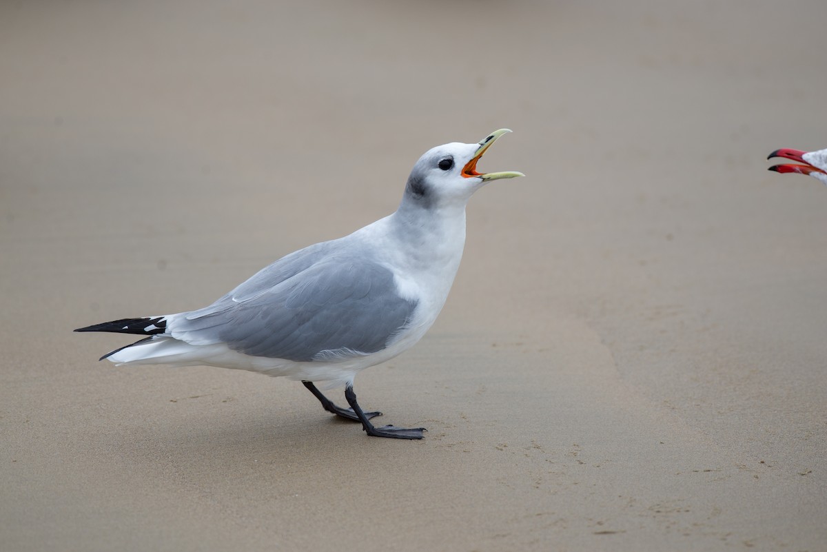 Black-legged Kittiwake - Herb Elliott