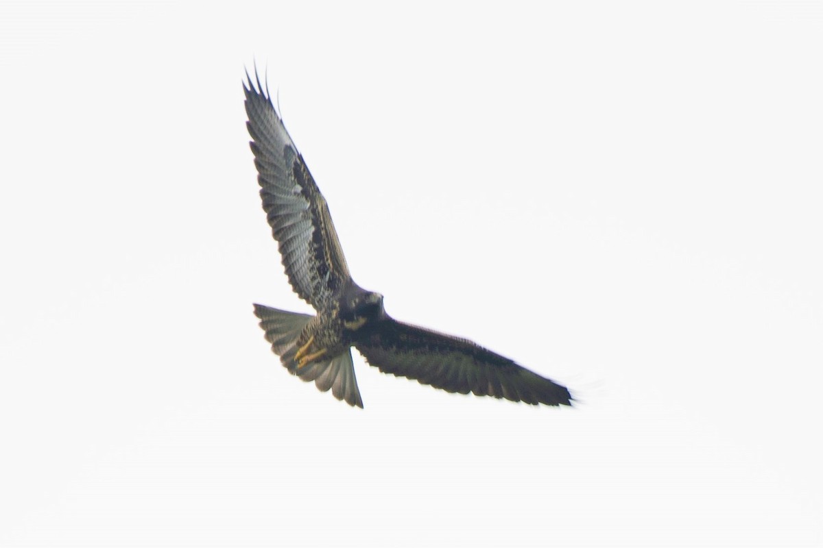 Swainson's Hawk - Estela Quintero-Weldon