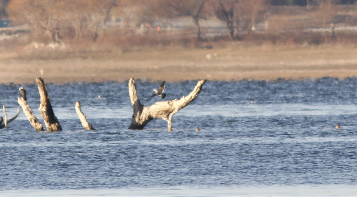 Heermann's Gull - ML191475151