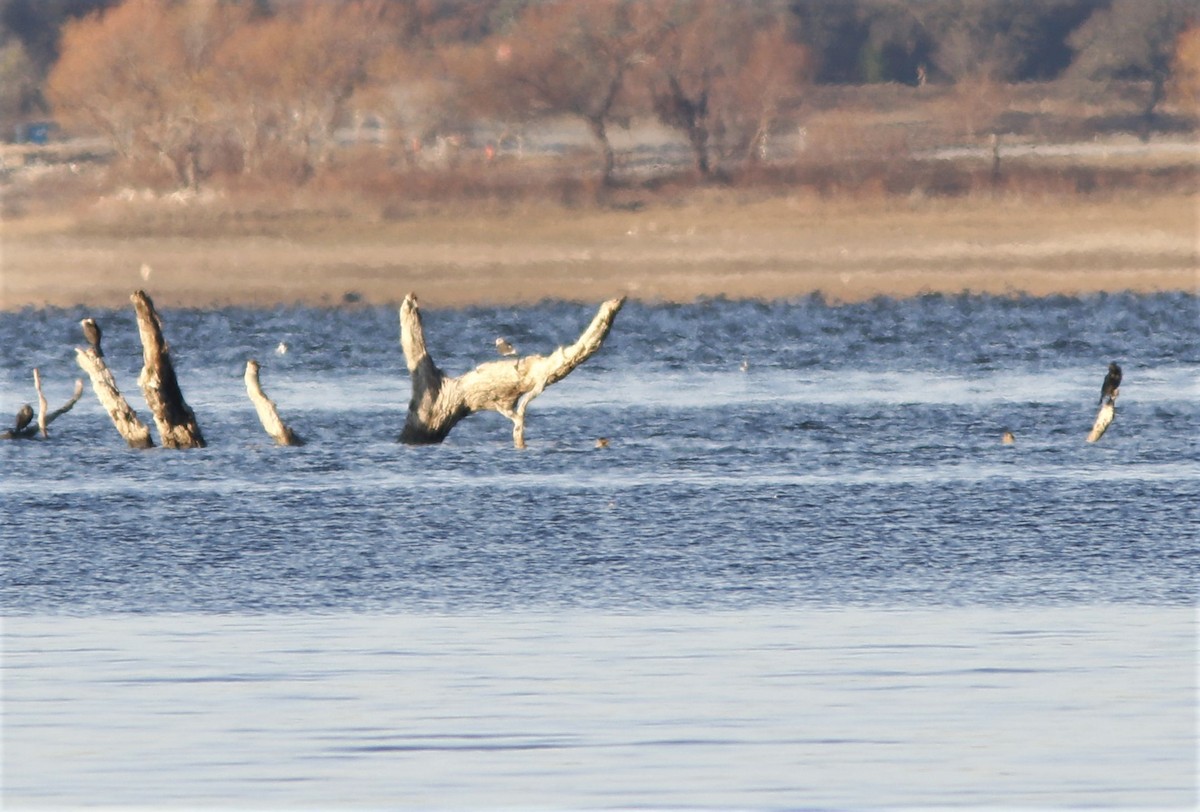 Heermann's Gull - ML191475161