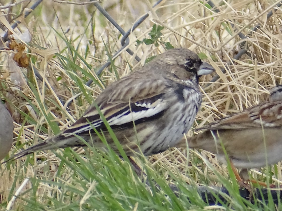 Lark Bunting - ML191475191