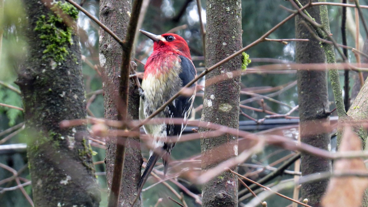 Red-breasted Sapsucker - ML191475231