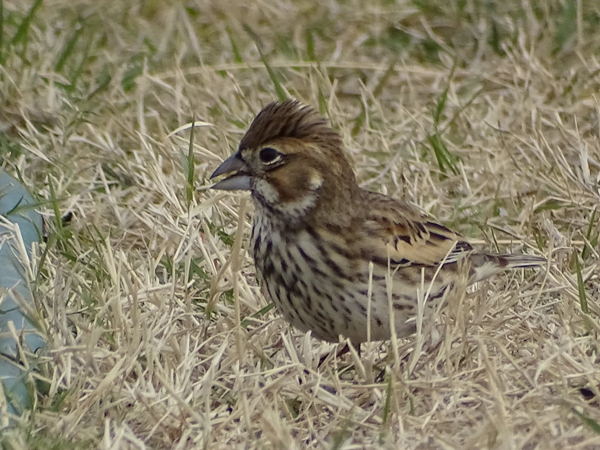 Lark Bunting - ML191475251