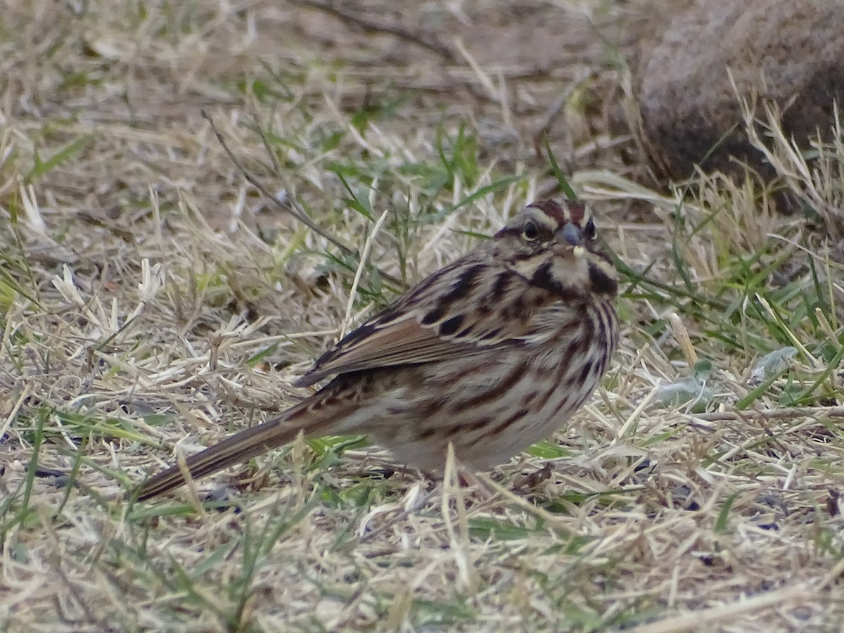 Song Sparrow - ML191475701