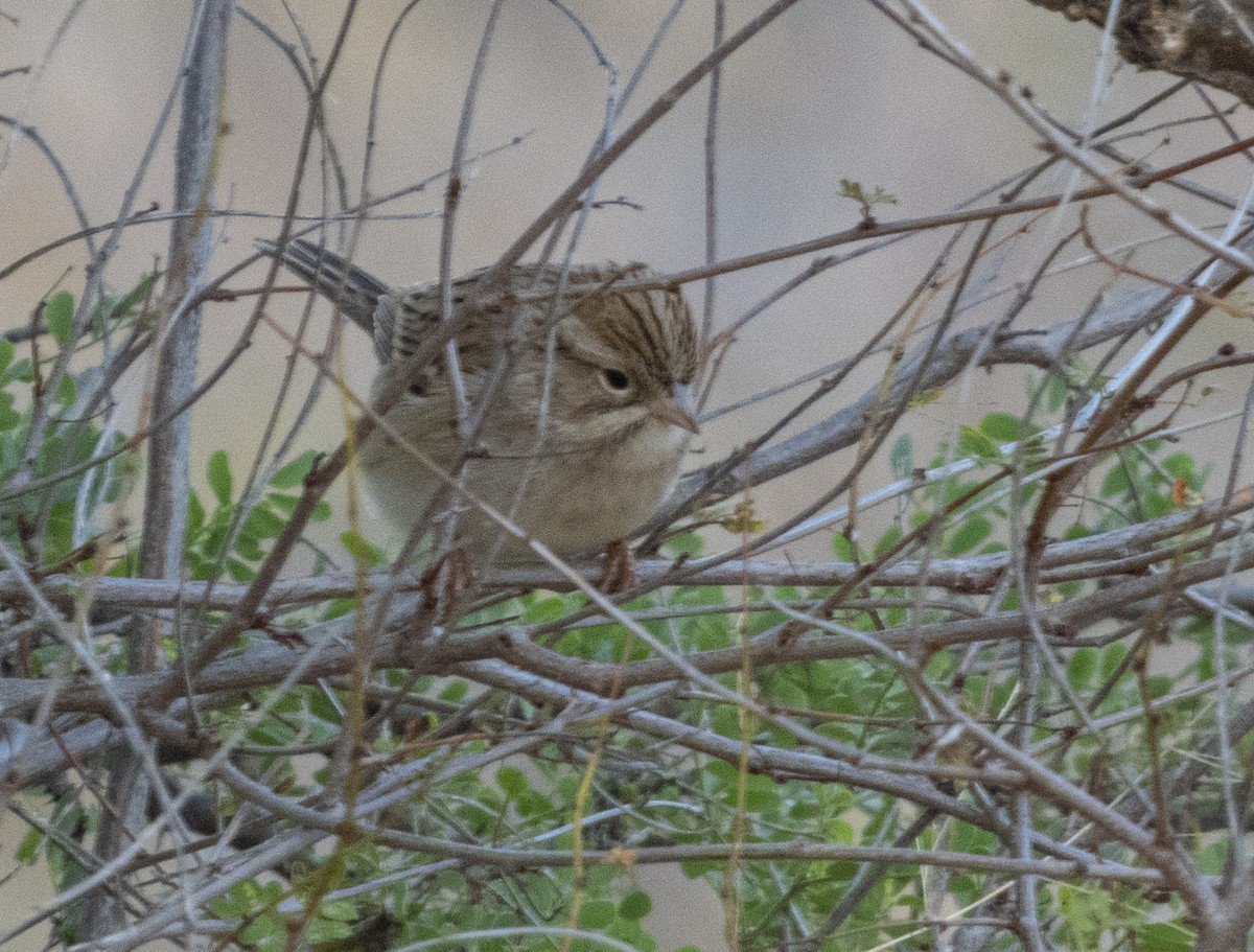 Brewer's Sparrow - mark cavallo