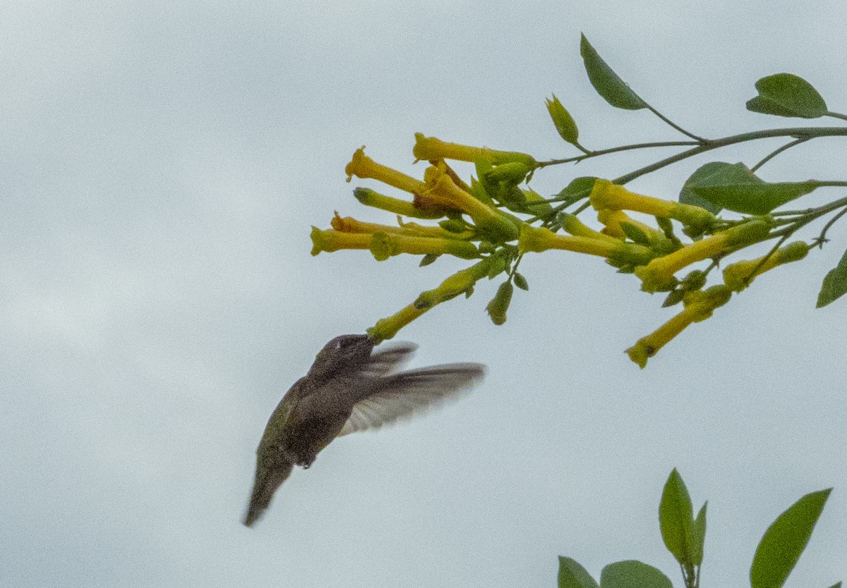 Anna's Hummingbird - ML191476841