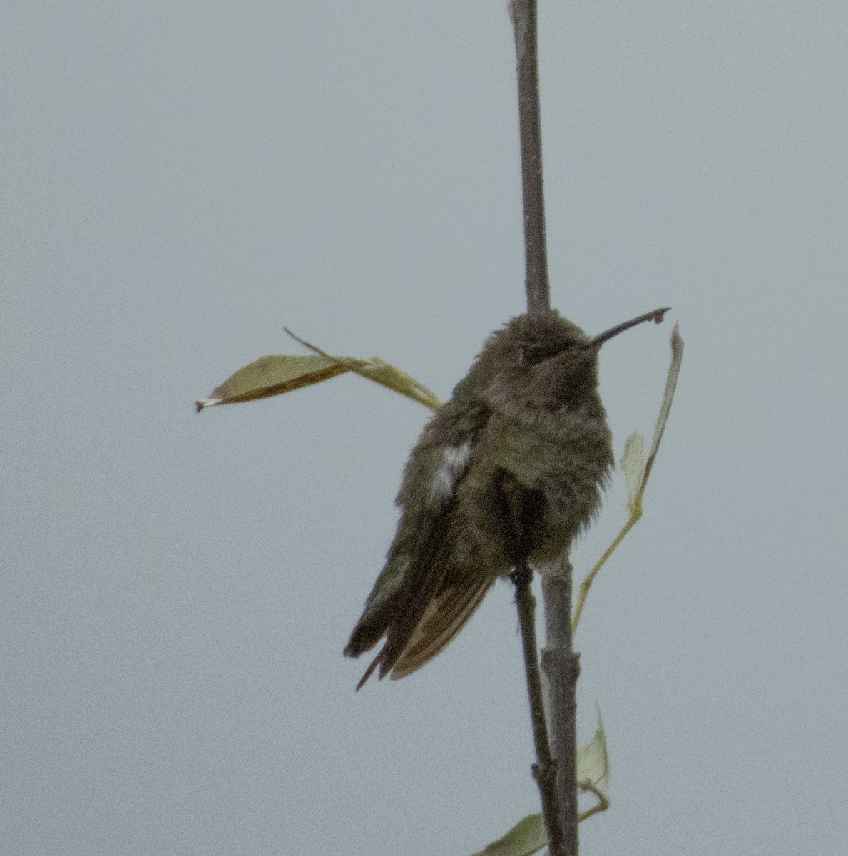 Anna's Hummingbird - ML191476851