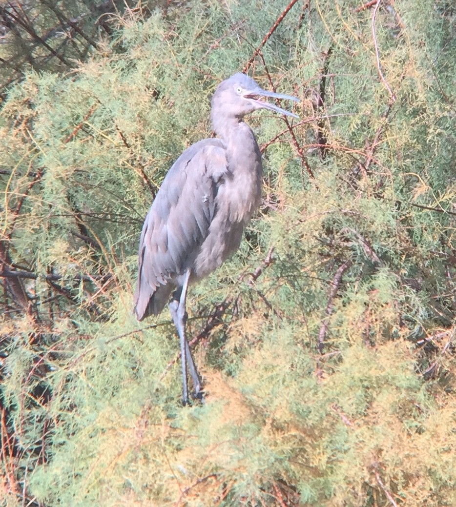 Reddish Egret - ML191477041