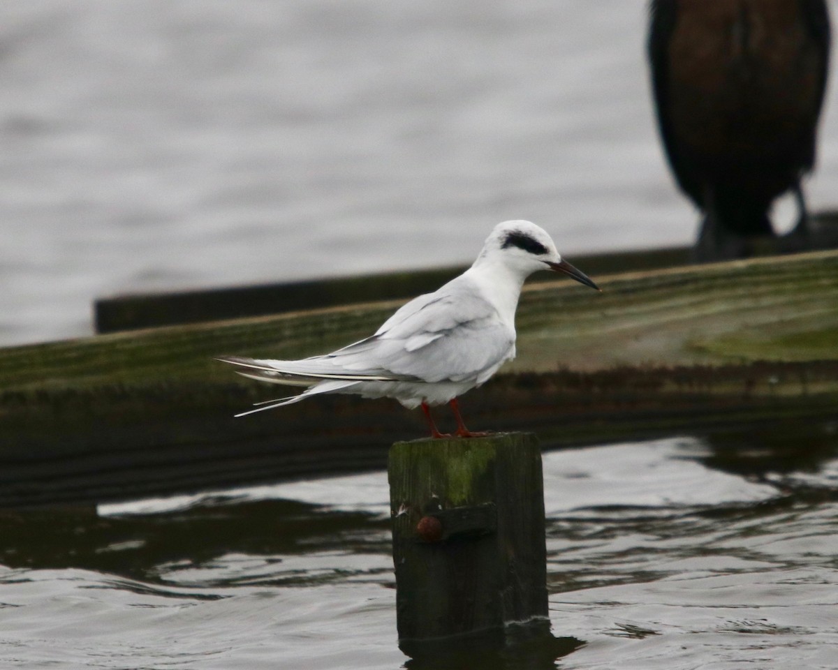 Forster's Tern - ML191477281