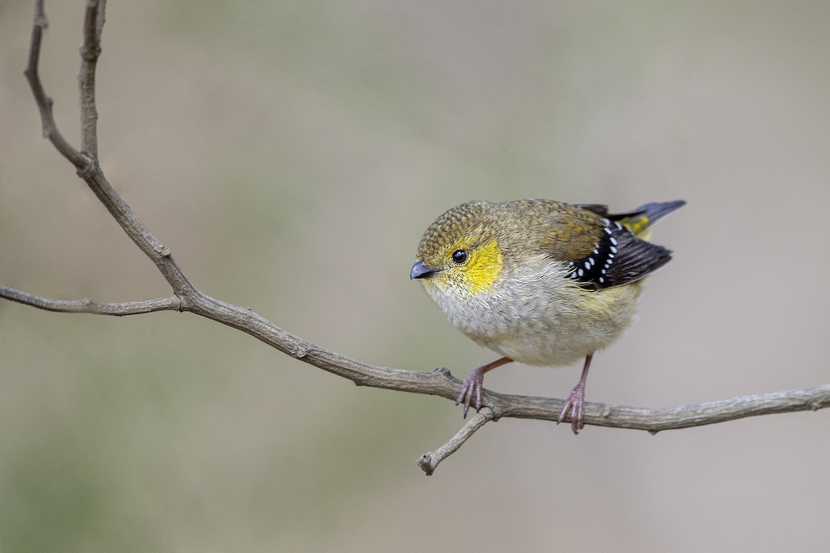 Forty-spotted Pardalote - Laurie Ross | Tracks Birding & Photography Tours