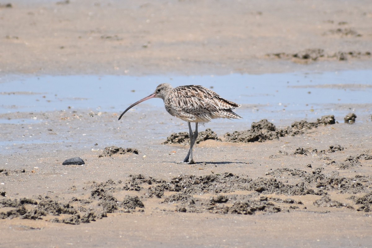 Far Eastern Curlew - ML191485861