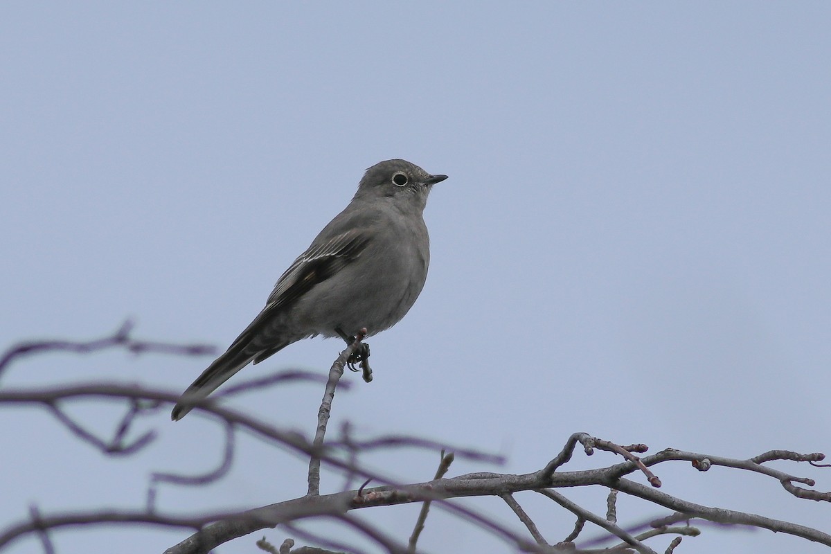 Townsend's Solitaire - ML191486121