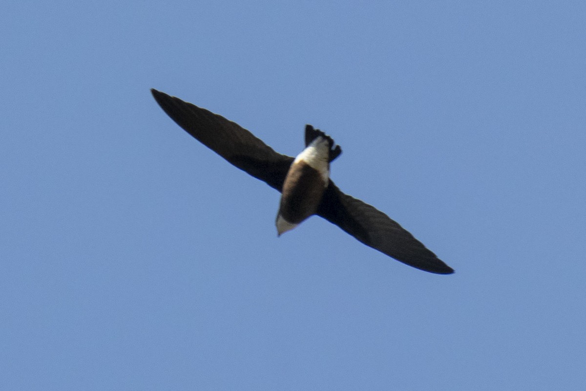 White-throated Needletail - Andreas Heikaus