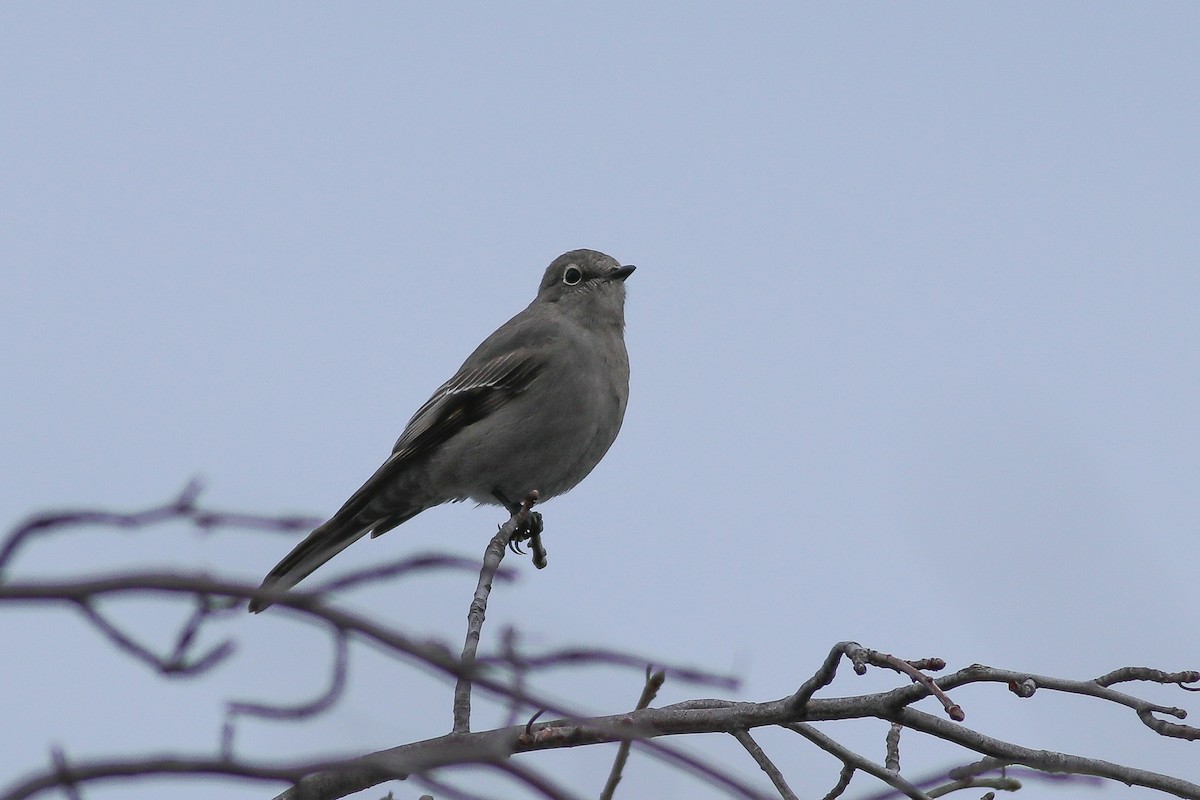 Townsend's Solitaire - ML191486291