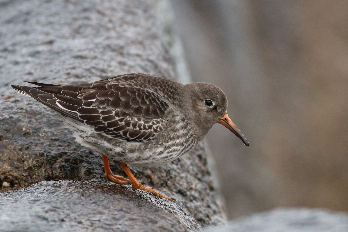 Meerstrandläufer - ML191486381