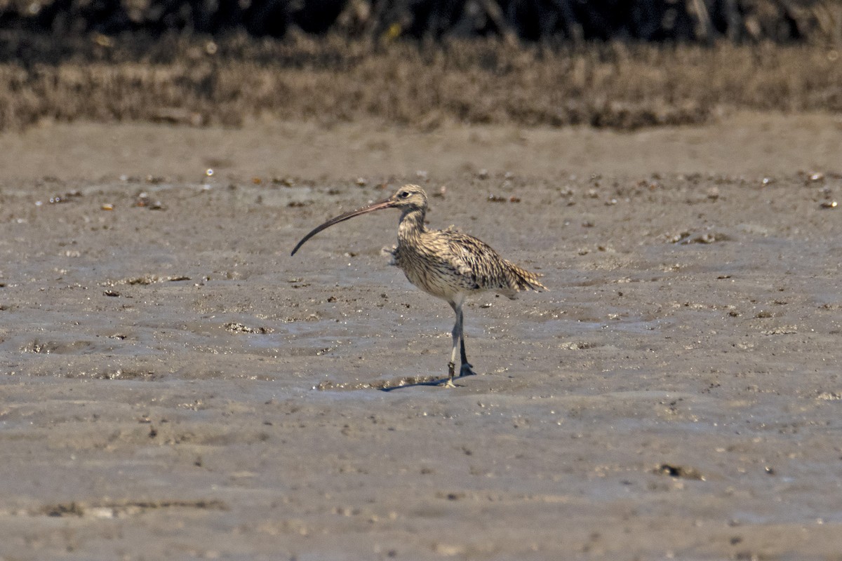 Far Eastern Curlew - Andreas Heikaus