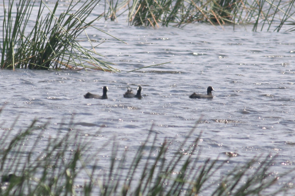 Eurasian Coot - ML191487711