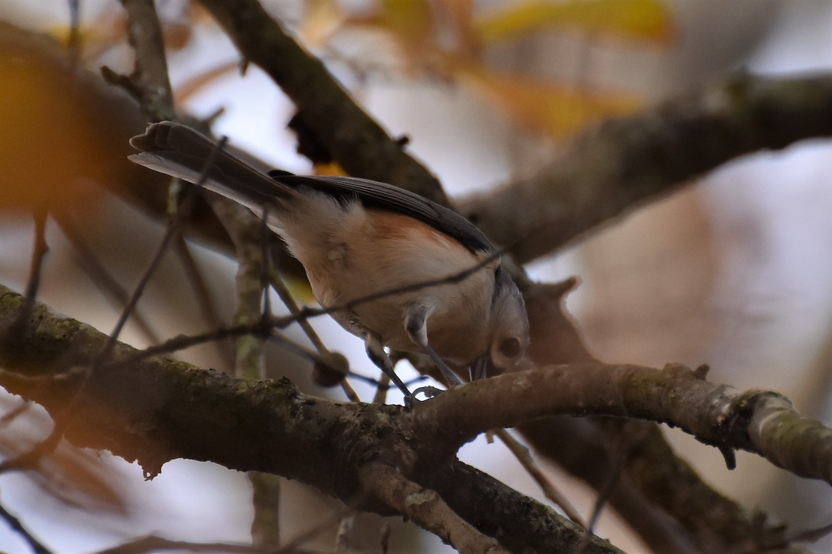 Tufted Titmouse - ML191489401